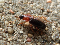 Calathus melanocephalus