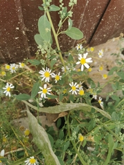 Tripleurospermum inodorum