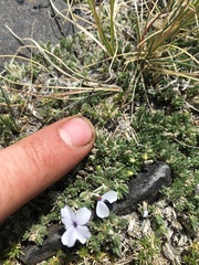 Phlox condensata