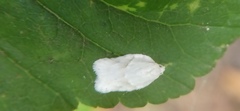 Acleris logiana