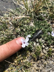 Phlox condensata