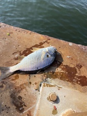 Leiostomus xanthurus