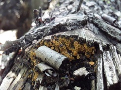 Orbilia xanthostigma