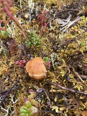Cortinarius