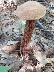 Aureoboletus russellii
