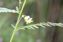Sesbania vesicaria