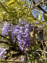 Wisteria