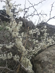 Asparagaceae