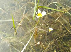 Ranunculus subrigidus