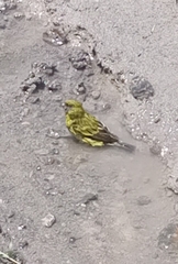 Crithagra citrinelloides