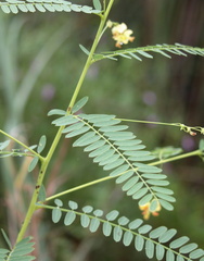 Sesbania vesicaria
