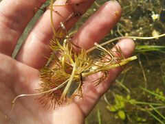 Ranunculus subrigidus