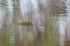 Alligator mississippiensis