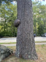 Agrobacterium radiobacter