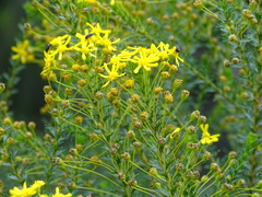 Melyris rufomarginata