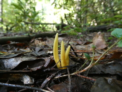 Clavulinopsis amoena