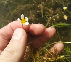 Ranunculus subrigidus