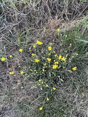 Scorzoneroides autumnalis