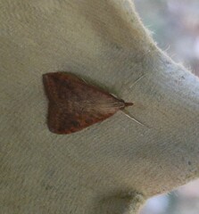 Udea ferrugalis