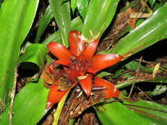 Nidularium amazonicum