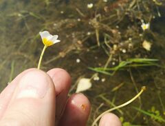Ranunculus subrigidus