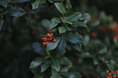 Pyracantha coccinea