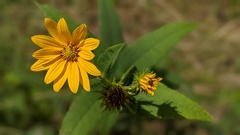 Helianthus divaricatus