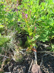 Epilobium ciliatum