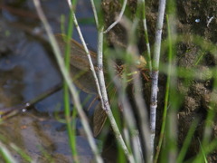 Aeshna grandis