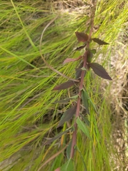 Brickellia eupatorioides