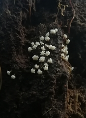 Oligonema verrucosum