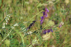 Vicia villosa villosa
