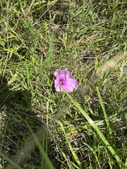 Ipomoea sagittata