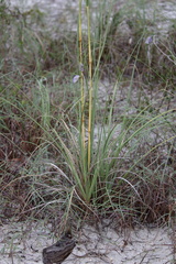 Uniola paniculata