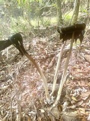 Coprinus spadiceisporus
