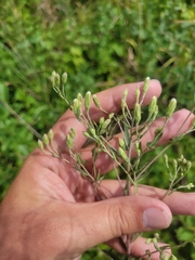 Brickellia eupatorioides