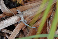 Aspidoscelis sexlineatus