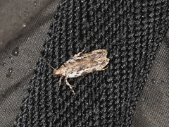 Psoricoptera gibbosella