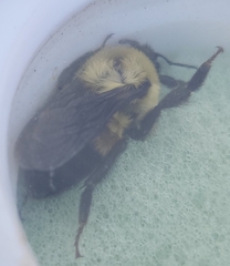 Bombus