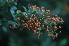 Pyracantha coccinea