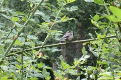 Aegithalos caudatus