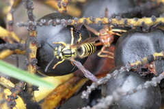 Vespula squamosa