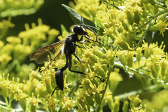 Isodontia