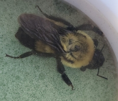 Bombus