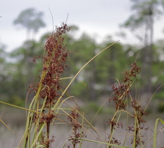 Cladium mariscus jamaicense