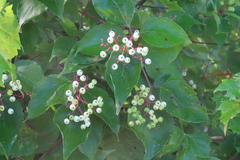 Cornus racemosa