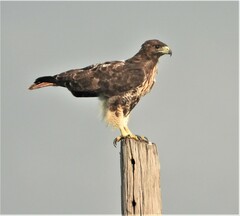 Buteo jamaicensis umbrinus