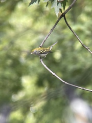 Setophaga pensylvanica
