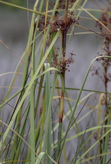Cladium mariscus jamaicense
