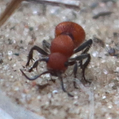 Dasymutilla ursus
